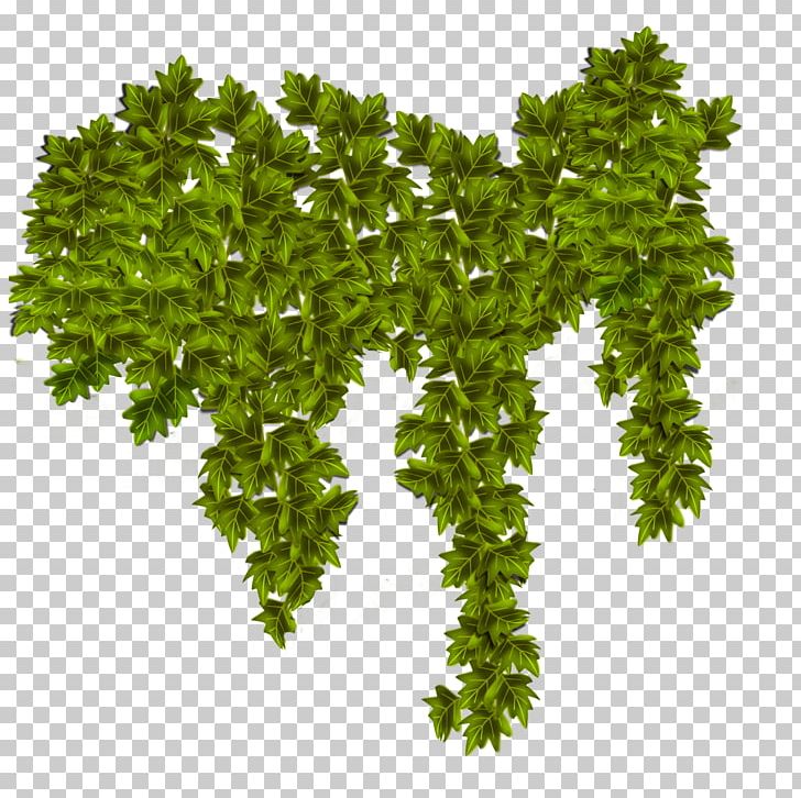 Plant Common Ivy Vine PNG, Clipart, Climbing, Common Ivy, Computer Icons, Food Drinks, Grass Free PNG Download