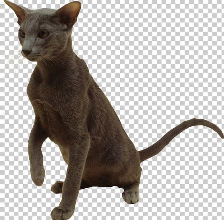 Burmese Cat Korat Havana Brown Oriental Shorthair German Rex Png