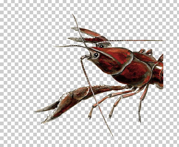 Crayfish Procambarus Clarkii Ecosystem Invasive Species Decapoda PNG, Clipart, Animal Source Foods, Arthropod, Crayfish, Decapoda, Ecosystem Free PNG Download