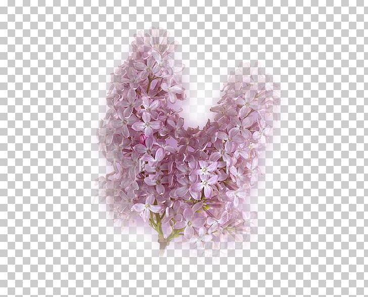 Flower Lilac Petal Pensées PNG, Clipart, Etching, Flower, Heart, Idea, Lavender Free PNG Download