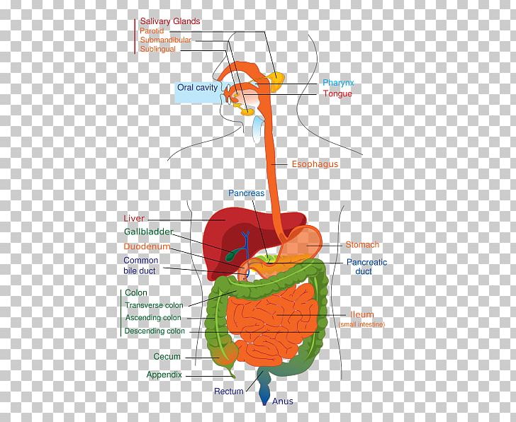 Gastrointestinal Tract Human Digestive System Digestion Diagram Human Body PNG, Clipart, Anatomy, Area, Biology, Body Human, Diagram Free PNG Download
