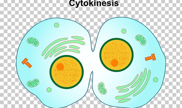 Mitosis/Cytokinesis Cell Division PNG, Clipart, Anaphase, Area, Biology, Cancer  Cell Cartoon, Cell Free PNG Download