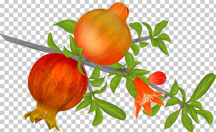 Pomegranate Fruit Vegetarian Cuisine Auglis Tomato PNG, Clipart, Auglis, Branch, Bush Tomato, Flower, Food Free PNG Download