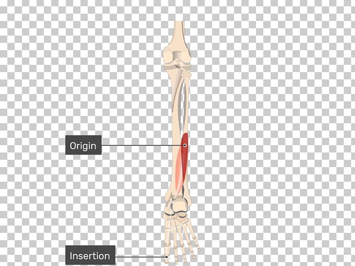 Tibialis Posterior Muscle Tibialis Anterior Muscle Origin And Insertion Flexor Hallucis Longus Muscle PNG, Clipart, Anatomy, Arm, Attachment, Flexor Digitorum Longus Muscle, Flexor Digitorum Profundus Muscle Free PNG Download