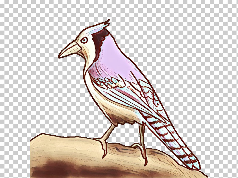 Bird Beak Jay Perching Bird Songbird PNG, Clipart, Beak, Bird, Drawing, Jay, Lark Free PNG Download