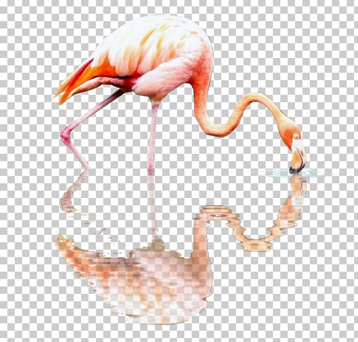 Flamingos RGB Color Model Beak PNG, Clipart, Animal, Beak, Bird, Color, Computer Software Free PNG Download