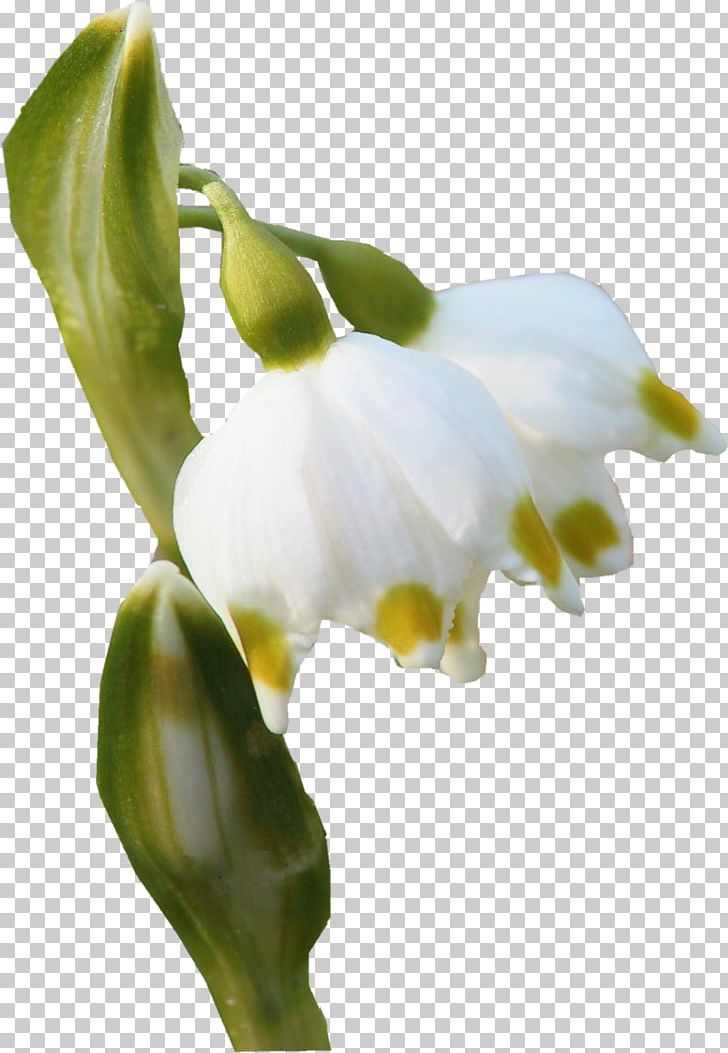 Flower Bud Petal Plant Stem PNG, Clipart, Arum, Bud, Flora, Flower, Flower Bud Free PNG Download