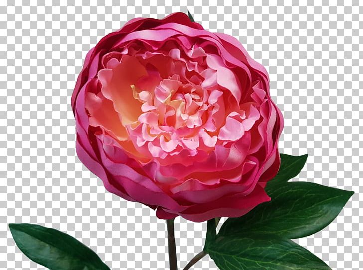 Garden Roses Floribunda Peony Cabbage Rose Cut Flowers PNG, Clipart, Annual Plant, Artificial Flower, Camellia, China Rose, Cut Flowers Free PNG Download