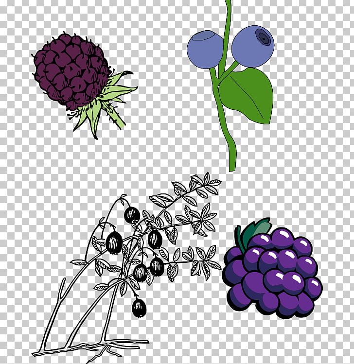 Graphics Blackberry Open Fruit PNG, Clipart, Berry, Blackberry, Blueberry, Branch, Computer Icons Free PNG Download