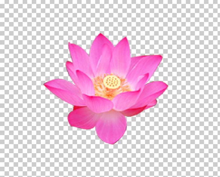 Nelumbo Nucifera Flower Rulaizong Buddhism Petal PNG, Clipart, Aquatic Plant, Blossom, Buddhism, Chan Master Wujue Miaotian, Flower Free PNG Download