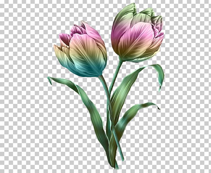 Tulip Cut Flowers PNG, Clipart, Bud, Cari, Cartoon Flower, Color, Cut Flowers Free PNG Download