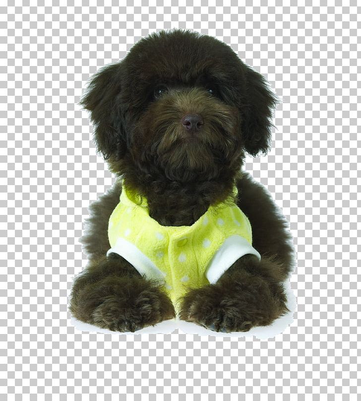 Affenpinscher Schnoodle Miniature Schnauzer Puppy Dog Breed PNG, Clipart, Affenpinscher, Animal, Animals, Black, Black Background Free PNG Download