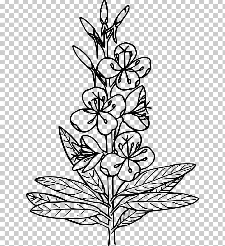 Drawing Coloring Book Black And White PNG, Clipart, Artwork, Branch, Color, Coloring Book, Coloring Pages Free PNG Download