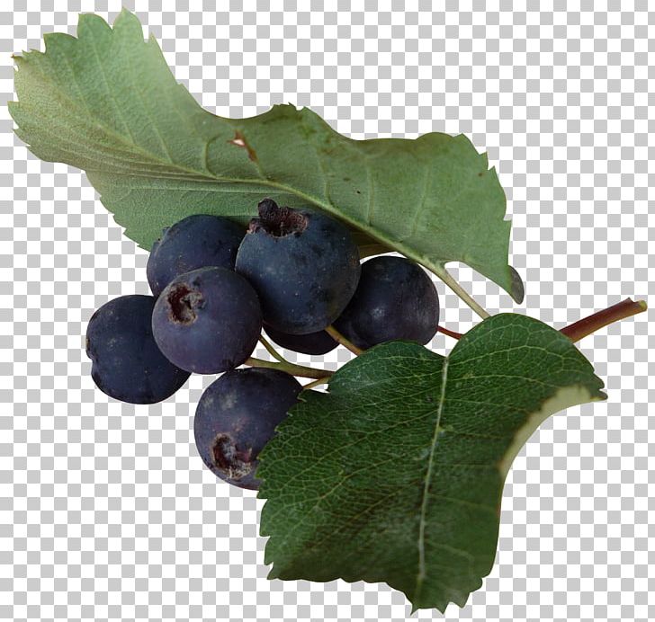 Grape Blueberry Bilberry Redcurrant PNG, Clipart, Autumn Leaves, Banana Leaves, Berry, Bilberry, Blueberry Free PNG Download