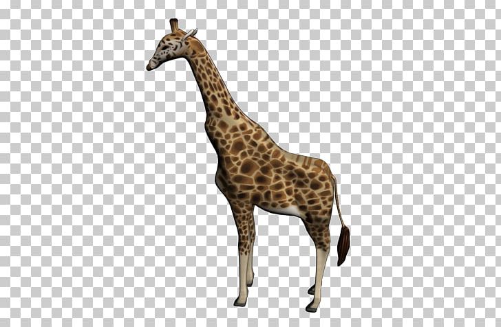 Reticulated Giraffe Northern Giraffe West African Giraffe 3D Modeling PNG, Clipart, 3 D, 3 D Model, 3d Modeling, Animal, Animal Figure Free PNG Download