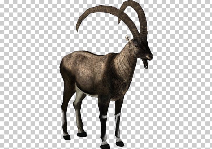 Antelope Alpine Ibex Pyrenean Ibex Goat Walia Ibex PNG, Clipart, Alpine Ibex, Animals, Antelope, Cattle Like Mammal, Chamois Free PNG Download