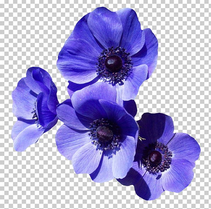 Flower Purple PNG, Clipart, Anemone, Artificial Flower, Bellflower Family, Blue, Cobalt Blue Free PNG Download