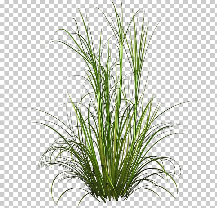 Fountain Grass Ornamental Grass Lawn Soft Rush PNG, Clipart, Chrysopogon Zizanioides, Garden, Grass, Lawn, Ornamental Grass Free PNG Download