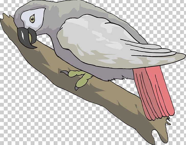 Grey Parrot Bird PNG, Clipart, African, Animals, Beak, Bird, Bird Of Prey Free PNG Download