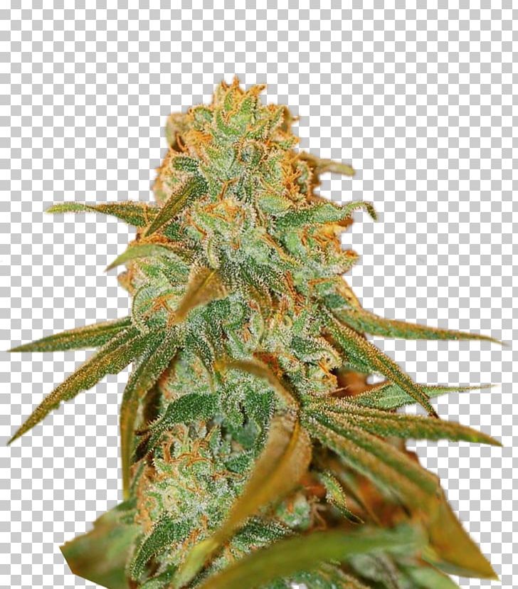 Cannabis Cup Skunk Haze Feminized Cannabis PNG, Clipart, Animals, Cannabis, Cannabis Cup, Cultivar, Feminized Cannabis Free PNG Download