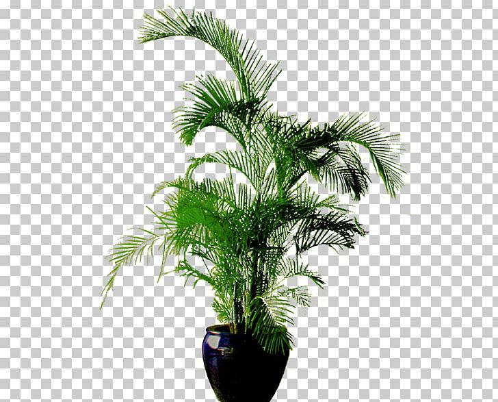 Flowerpot Bonsai PNG, Clipart, 3d Computer Graphics, Advertising, Arecales, Computer Network, Coreldraw Free PNG Download