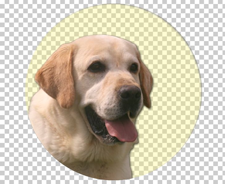 Labrador Retriever Golden Retriever Puppy Dog Breed Companion Dog PNG, Clipart, Breed, Carnivoran, Companion Dog, Dog, Dog Breed Free PNG Download