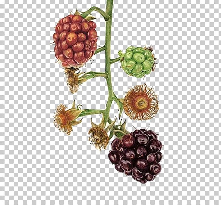 Blackberry Watercolor Painting Art Illustration PNG, Clipart, Apple Fruit, Artist, Berry, Blackberries, Blackberry Free PNG Download