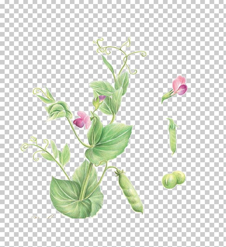 Flower Adobe Illustrator PNG, Clipart, Branch, Butterfly Pea, Butterfly Pea Flower, Color, Colored Pencil Free PNG Download