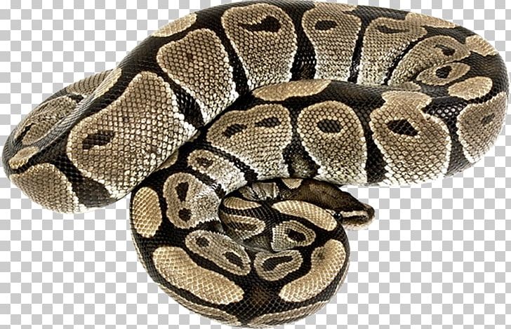 Rattlesnake Reptile Vipers Boas PNG, Clipart, Anaconda, Animal, Animals, Boa Constrictor, Boas Free PNG Download