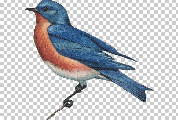 Work Of Art Artist Eastern Bluebird PNG, Clipart, American Sparrows, Animal, Art, Artist, Beak Free PNG Download