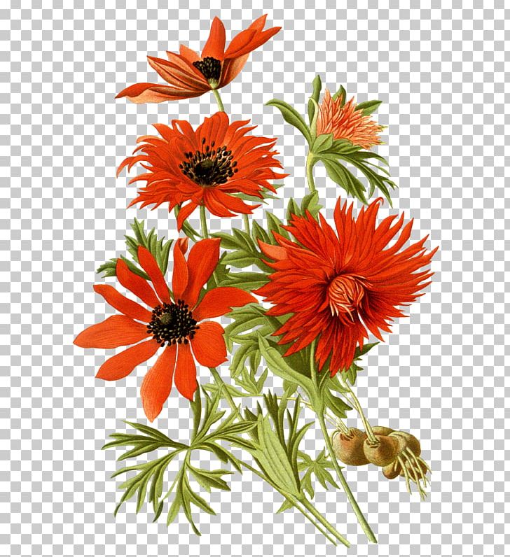 Favorite Flowers Of Garden And Greenhouse PNG, Clipart, Annual Plant, Color, Dahlia, Daisy Family, Flower Free PNG Download