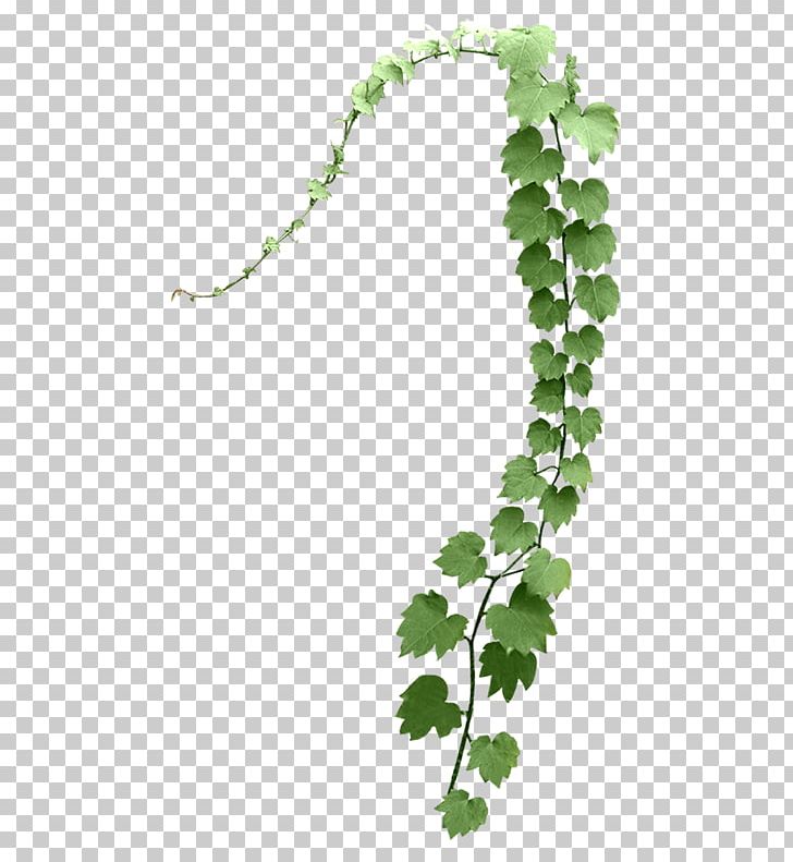 Leaf Tree Branch Plant Stem PNG, Clipart, Branch, Branch Plant, Coreldraw, Flowering Plant, Grapevine Family Free PNG Download