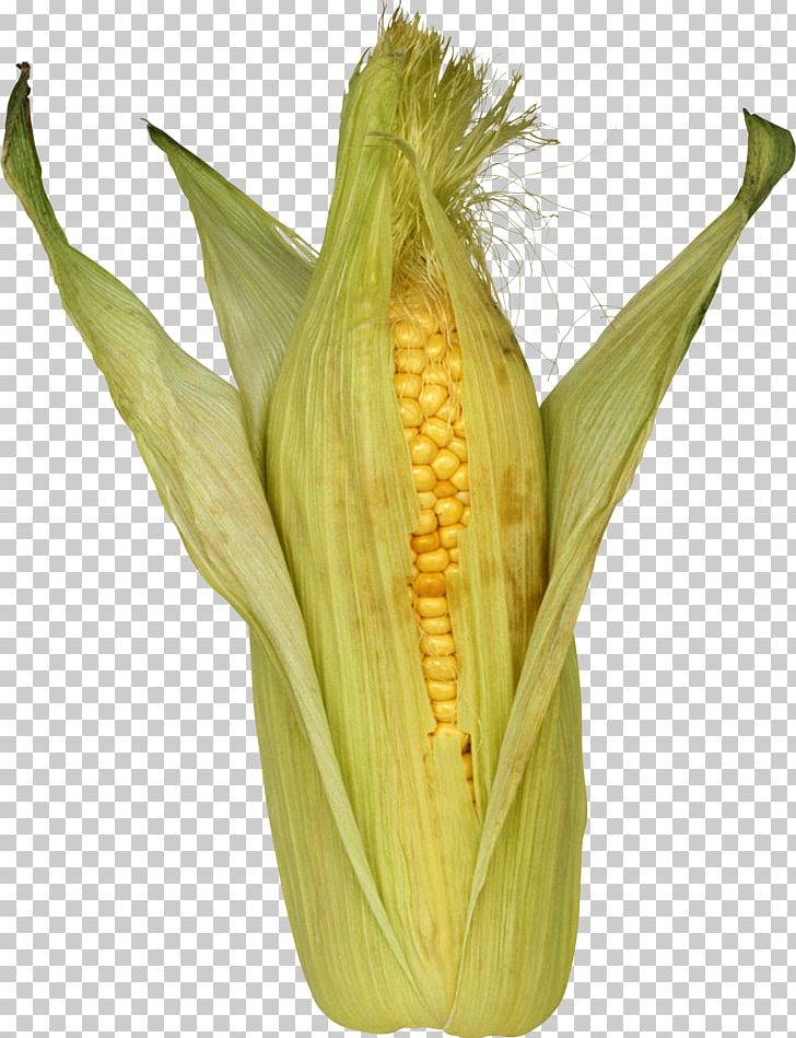 Maize PNG, Clipart, Bread, Commodity, Corn On The Cob, Dent Corn, Digital Image Free PNG Download