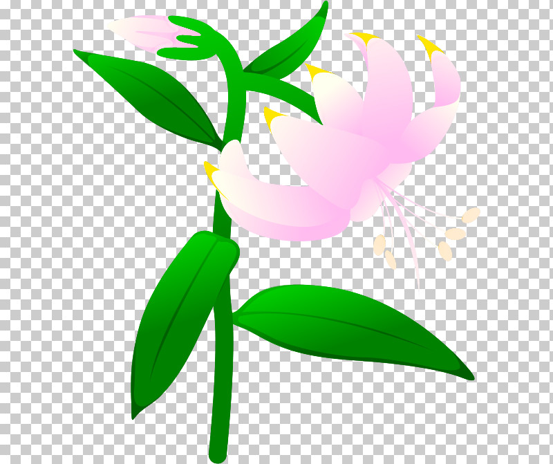 Lily Flower PNG, Clipart, Biology, Flower, Green, Leaf, Lily Flower Free PNG Download