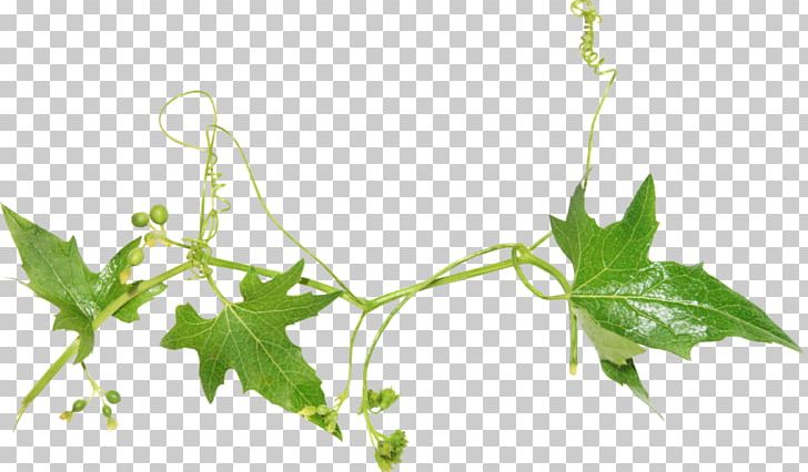 Leaf Vigne PNG, Clipart, Aquarel, Branch, Clip Art, Fig Leaf, Gratis Free PNG Download