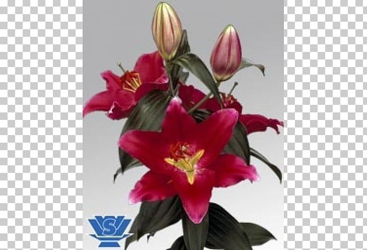 Lilium Flower Bulb Plant Oriental Hybrids PNG, Clipart, Bud, Bulb, Color, Cut Flowers, Daylily Free PNG Download
