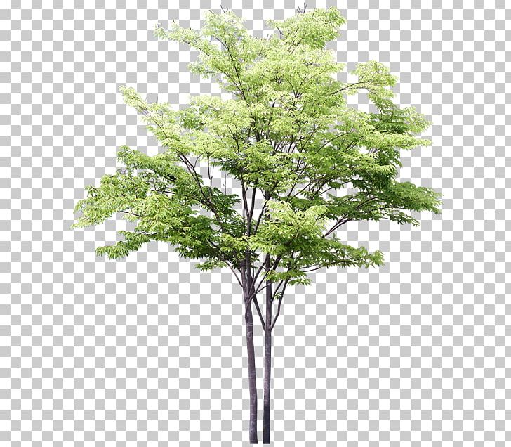 Drawing Tree Watercolor Painting Sketch PNG, Clipart, Architectural Drawing, Architecture, Art, Branch, Cartoon Free PNG Download