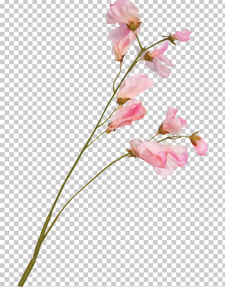 Blossom Flower Plant Stem Floral Design PNG, Clipart, Blossom, Branch, Bud, Cherry Blossom, Color Free PNG Download