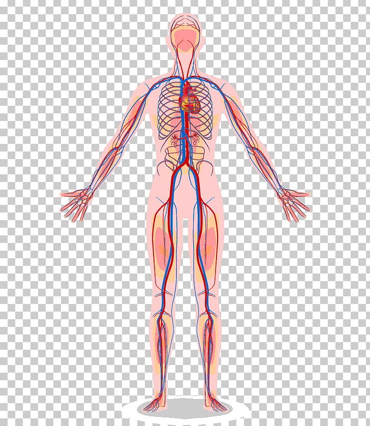 Circulatory System Human Body Anatomy Organ System PNG, Clipart, Abdomen, Anatomy, Arm, Back, Blood Free PNG Download