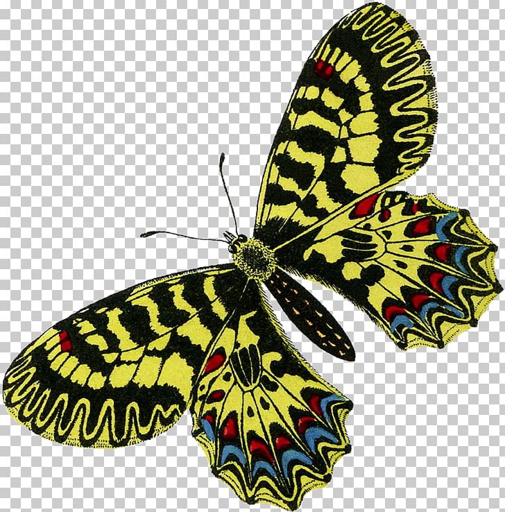Monarch Butterfly Pieridae Brush-footed Butterflies Moth PNG, Clipart, Art, Arthropod, Brush Footed Butterfly, Butterfly, Canvas Free PNG Download