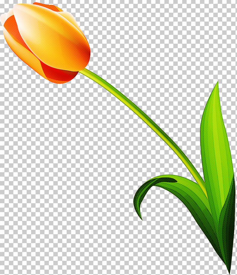 Tulip Flower Plant Leaf Close-up PNG, Clipart, Closeup, Flower, Leaf, Lily Family, Petal Free PNG Download