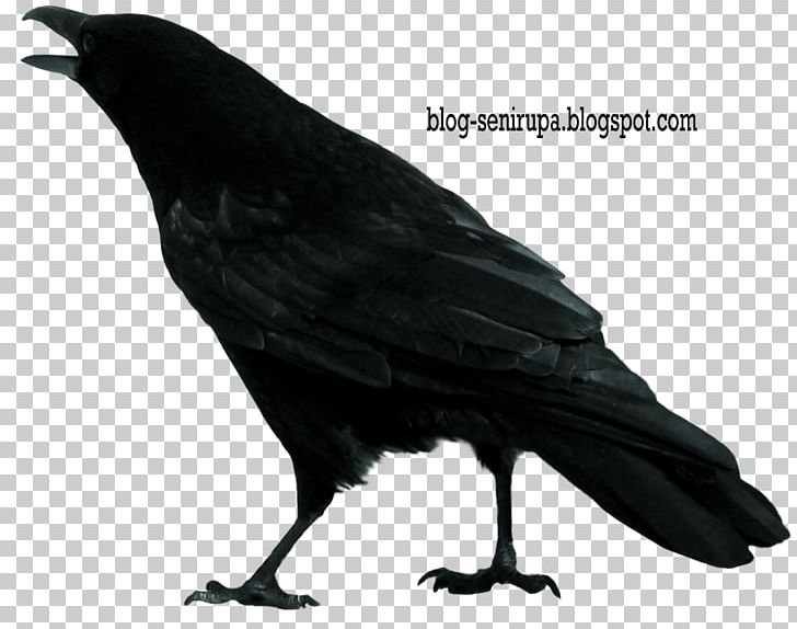 Crow PNG, Clipart, American Crow, Animals, Beak, Bird, Common Raven Free PNG Download