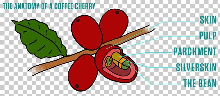 Fruit Coffee Bean Peaberry Metropolis Coffee Company PNG, Clipart, Anatomy, Butterfly, Cherry, Coffea, Coffee Free PNG Download