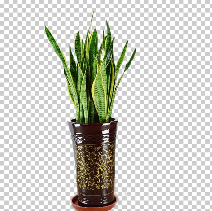 Piu010dxedn Vipers Bowstring Hemp Plant U9baeu82b1u901fu9013 PNG, Clipart, Animals, Flower, Flowerpot, Flower Pot, Formaldehyde Free PNG Download