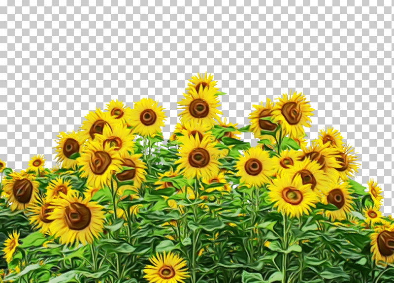 Common Sunflower Sunflower Seed Daisy Family Plant Stem Seed PNG, Clipart, Annual Plant, Common Sunflower, Daisy Family, Paint, Plants Free PNG Download