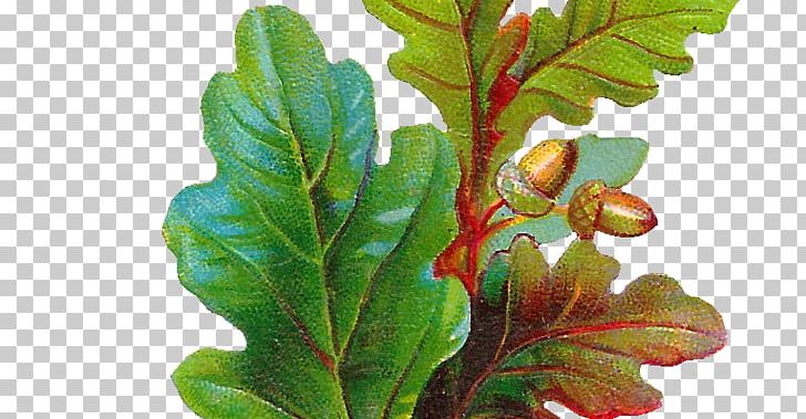 Acorn Leaf Botanical Illustration English Oak PNG, Clipart, Acorn, Art, Autumn Leaf Color, Botanical Illustration, Botany Free PNG Download