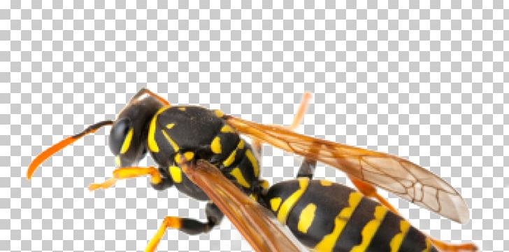 Hornet Insect Wasp Pest Control Exterminator PNG, Clipart,  Free PNG Download