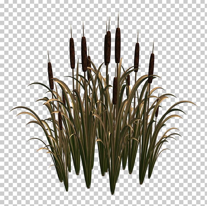 Scirpus Common Reed PNG, Clipart, Aquatic Plants, Cattail, Commodity, Flower, Grass Free PNG Download