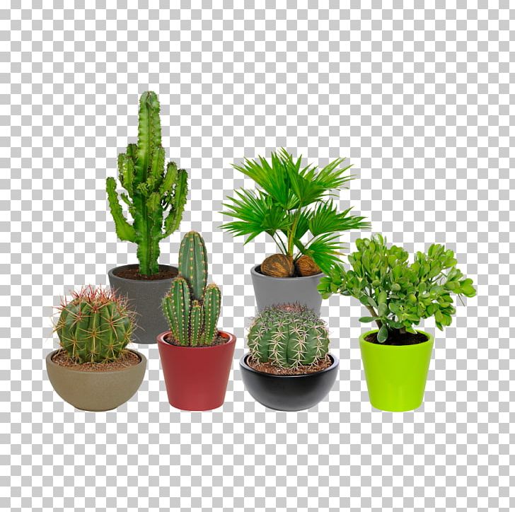 Aldi Cactus Garden Flowerpot Png Clipart Bird Aldi Cactus Garden Flowerpot Png Clipart Bird Baths Candle Compostage Free