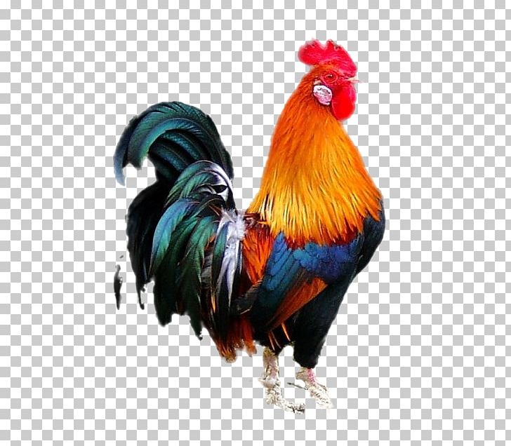 Ayam Cemani Marans Bird Rooster Poultry PNG, Clipart, Animal, Animals, Ayam Cemani, Beak, Bird Free PNG Download